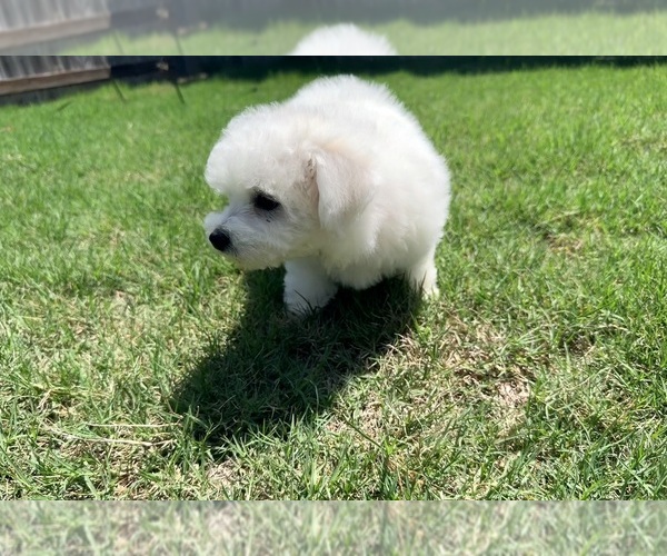 Medium Photo #8 Bichon Frise Puppy For Sale in PELZER, SC, USA