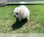 Small #7 Bichon Frise
