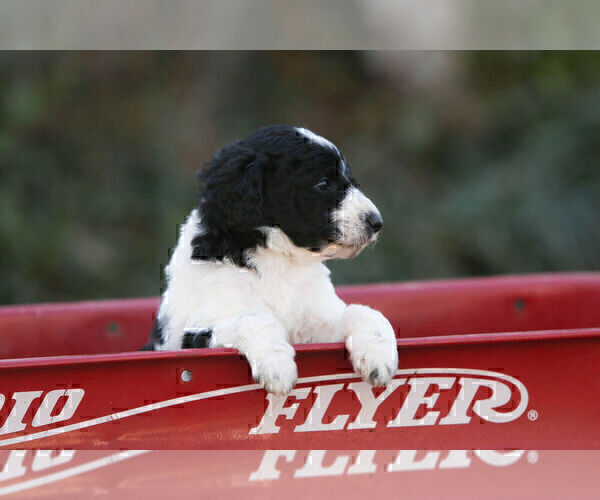 Medium Photo #5 Pyredoodle Puppy For Sale in EATONTON, GA, USA