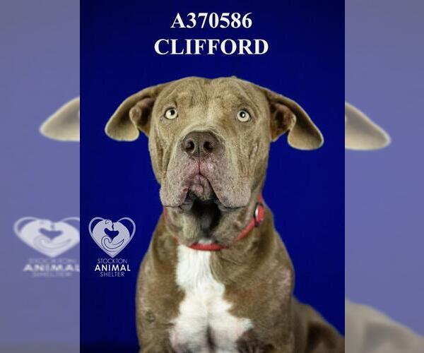 Medium Photo #3 Mutt Puppy For Sale in Stockton, CA, USA