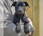 Small #2 Boxer Mix