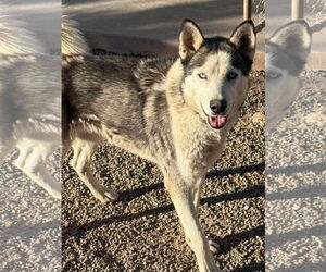 Dante - Male Siberian Husky Dog for Adoption - Photo #2