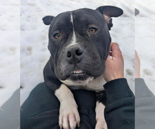 Medium Photo #2 American Bulldog-Unknown Mix Puppy For Sale in Muskegon, MI, USA