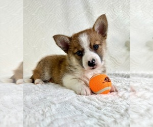 Miniature Australian Shepherd-Pomsky Mix Puppy for sale in GREENFIELD, IN, USA