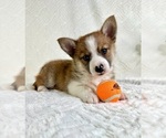 Image preview for Ad Listing. Nickname: Ace