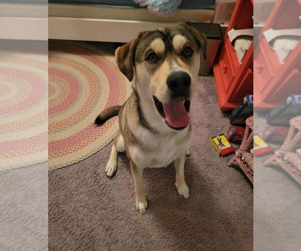 Medium Photo #4 German Shepherd Dog-Huskies  Mix Puppy For Sale in Aurora, IN, USA
