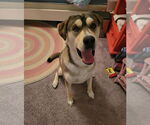 Small #3 German Shepherd Dog-Huskies  Mix