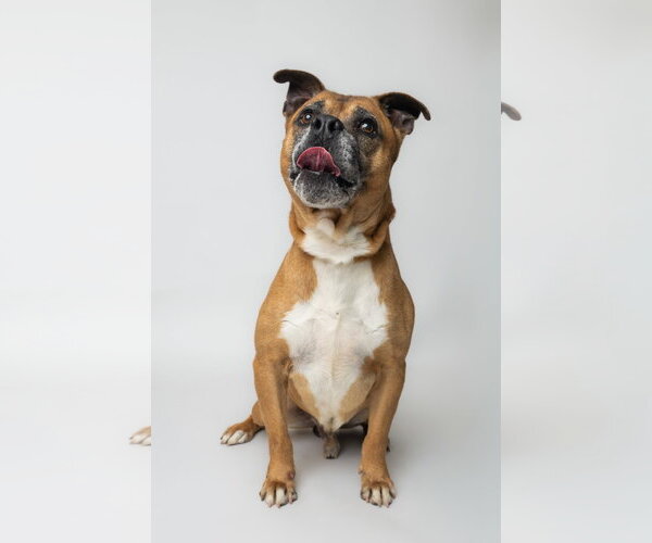 Medium Photo #2 Boxer-Unknown Mix Puppy For Sale in Rowlett, TX, USA