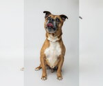 Small #1 Boxer Mix