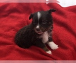 Small Photo #6 Australian Shepherd Puppy For Sale in BLANCHARD, OK, USA