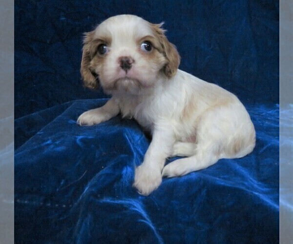 Medium Photo #4 Cavalier King Charles Spaniel Puppy For Sale in NORWOOD, MO, USA