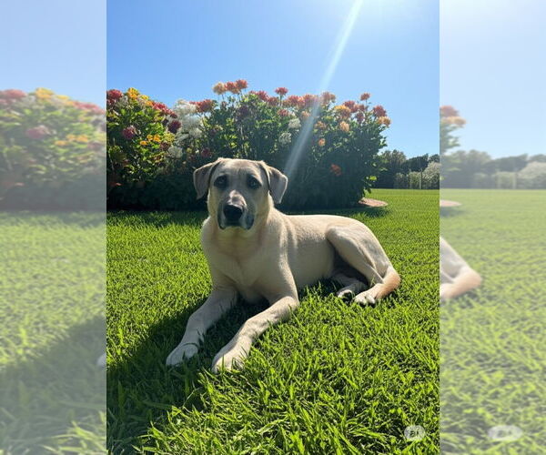 Medium Photo #2 Catahoula Leopard Dog-German Shepherd Dog Mix Puppy For Sale in The Woodlands, TX, USA