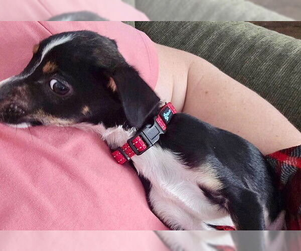 Medium Photo #2 Rat Terrier-Unknown Mix Puppy For Sale in Fort Wayne, IN, USA