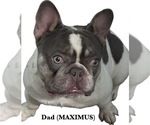 Small Photo #1 French Bulldog Puppy For Sale in CAPE CORAL, FL, USA