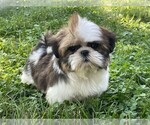 Small #2 Shih Tzu