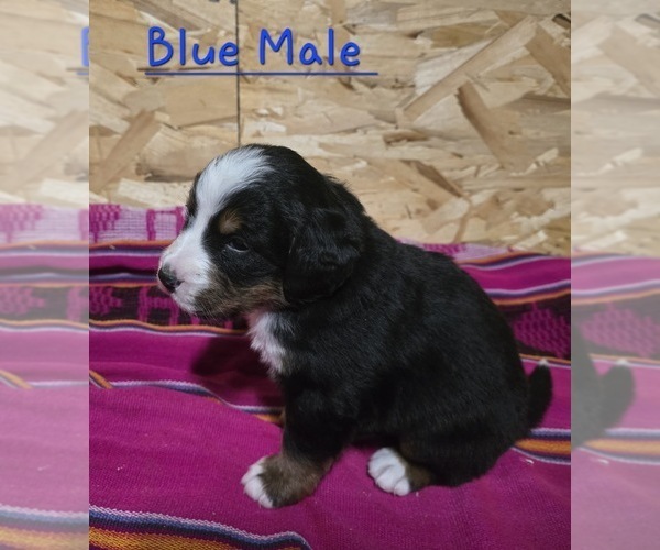 Medium Photo #1 Bernese Mountain Dog Puppy For Sale in BUHL, ID, USA