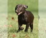 Small Photo #7 Chocolate Labrador retriever-Pointer Mix Puppy For Sale in Mechanicsburg, PA, USA