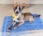 COYOTE - Male Border Collie-Unknown Mix Dog for Adoption - Small photo