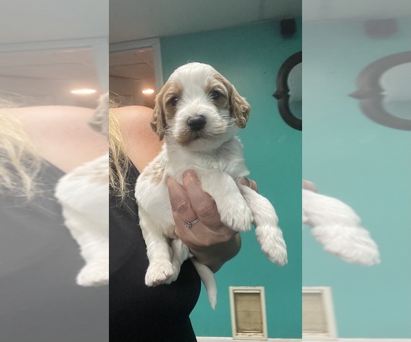 Medium Photo #1 Goldendoodle Puppy For Sale in NEWTON, NC, USA