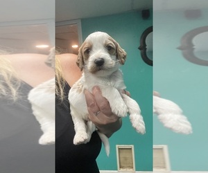 Goldendoodle Puppy for sale in NEWTON, NC, USA