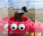 Small Photo #3 Labrador Retriever Puppy For Sale in SANGER, TX, USA