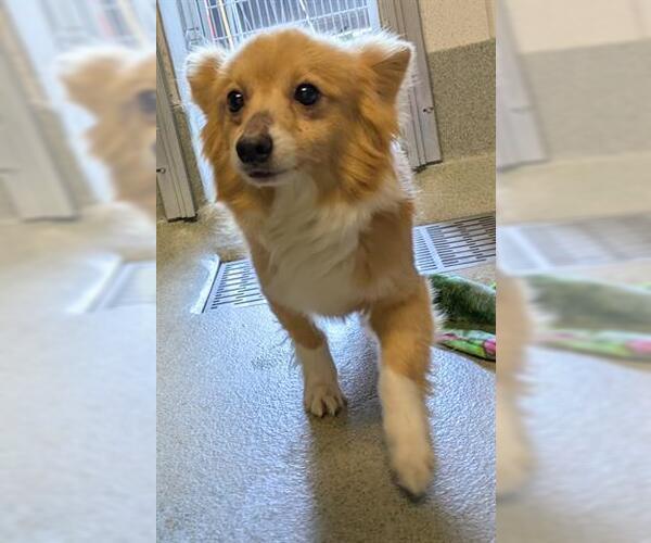 Medium Photo #1 Chihuahua Puppy For Sale in San Martin, CA, USA