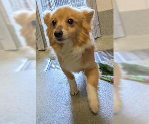 Chihuahua Dogs for adoption in San Martin, CA, USA