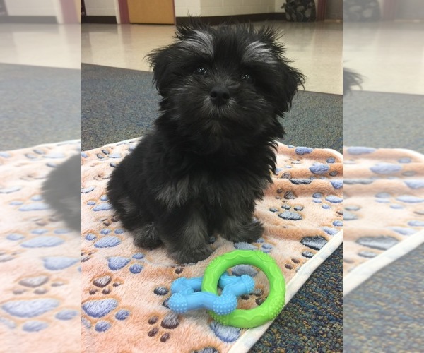 Medium Photo #12 Maltipoo-Unknown Mix Puppy For Sale in WESTERVILLE, OH, USA