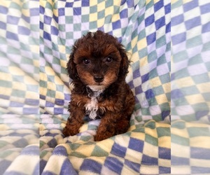 Poodle (Toy) Puppy for sale in Lexington, NC, USA