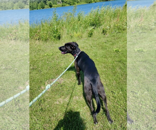 Medium Photo #3 Labrador Retriever-Unknown Mix Puppy For Sale in Williamsburg, IA, USA