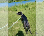 Small #2 Labrador Retriever Mix
