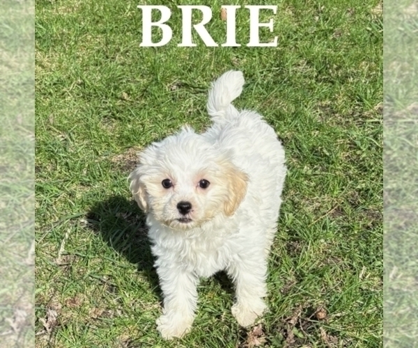 Medium Photo #2 Shih-Poo Puppy For Sale in HARTLAND, MN, USA