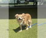Small #1 Chihuahua