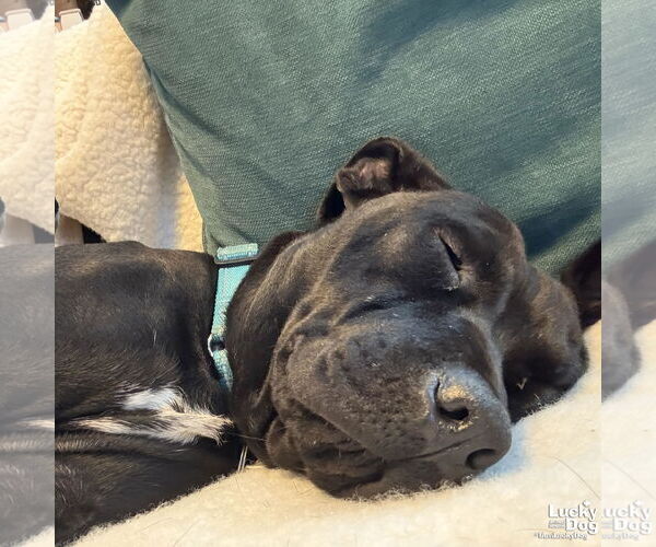 Medium Photo #4 Labrador Retriever-Unknown Mix Puppy For Sale in Washington, DC, USA