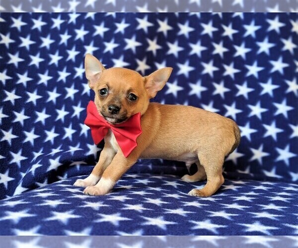 Medium Photo #6 Chihuahua Puppy For Sale in KIRKWOOD, PA, USA