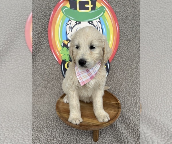 Medium Photo #3 Goldendoodle Puppy For Sale in CLARKSVILLE, TX, USA