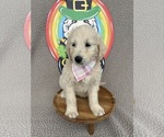 Small #2 Goldendoodle