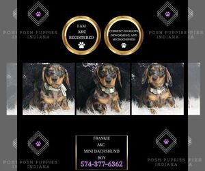 Dachshund Puppy for sale in WARSAW, IN, USA