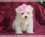 Puppy Georgie Maltese