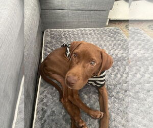 Labrador Retriever-Unknown Mix Dogs for adoption in Wheaton, IL, USA