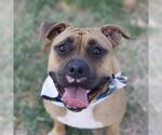 Small #1 Boxer