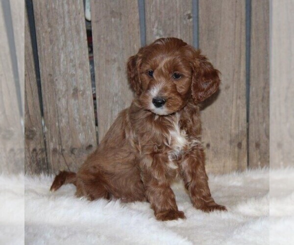 Medium Photo #1 Goldendoodle (Miniature) Puppy For Sale in STANLEY, WI, USA