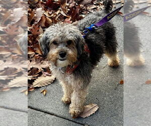 Poodle (Miniature)-Unknown Mix Dogs for adoption in Fairfax, VA, USA