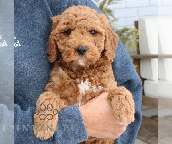 Medium Photo #3 Goldendoodle (Miniature) Puppy For Sale in NARVON, PA, USA