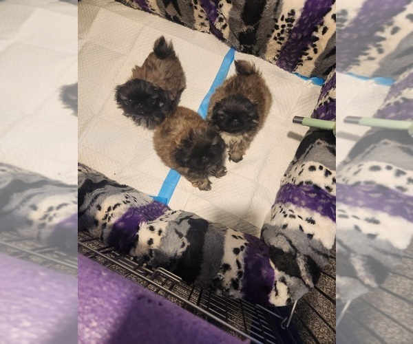 Medium Photo #1 Pekingese Puppy For Sale in BUTTE, MT, USA