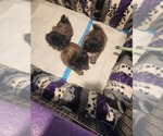 Thunder - Male Pekingese Puppy for Sale - Small photo