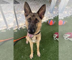 German Shepherd Dog Dogs for adoption in Newton, NC, USA