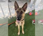 Small German Shepherd Dog