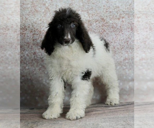Medium Photo #3 Poodle (Standard) Puppy For Sale in WARSAW, IN, USA