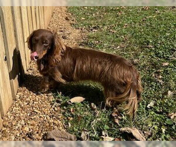 Medium Photo #2 Dachshund Puppy For Sale in Shelbyville, TN, USA